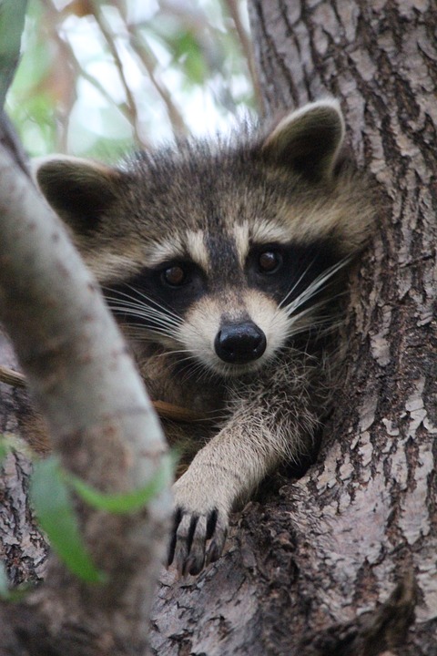 baby, raccoon, cute