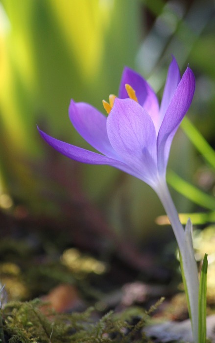 crocus, flower, spring