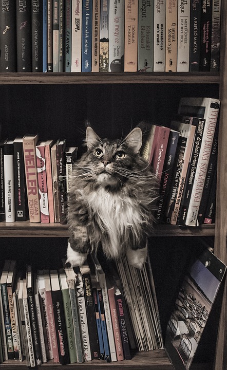 maine coon, cat, bookshelf