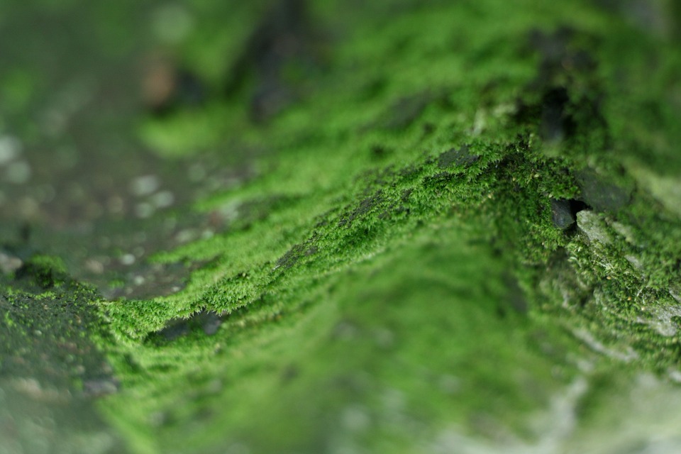 moss, green, forest floor