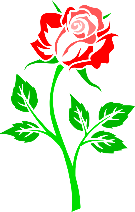 flower, rose, contour