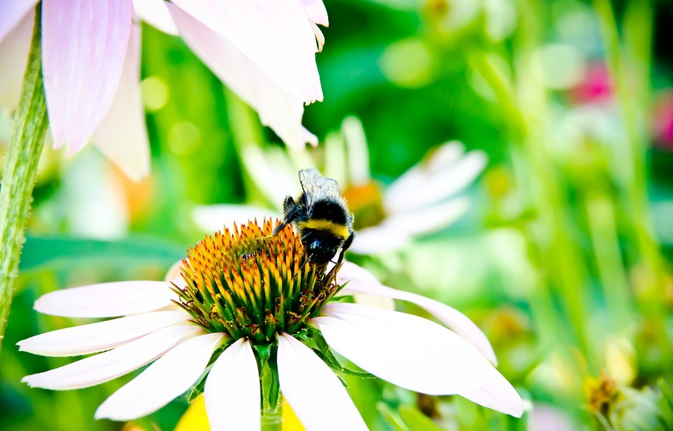 bee, bee collectiong pollen, bumblebee