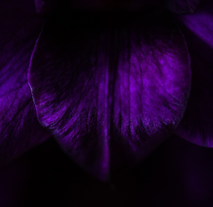dark, night, violet