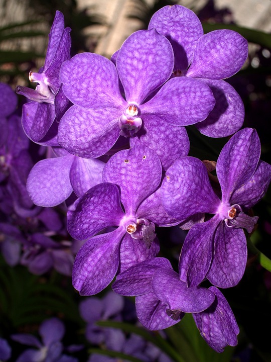 orchid, flower, bright