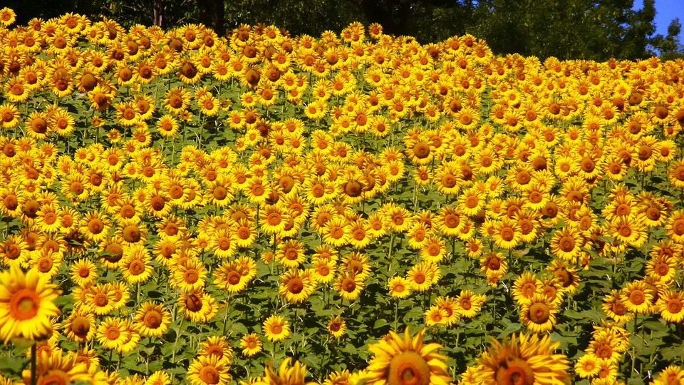 sunflowers, abruzzo, flowers