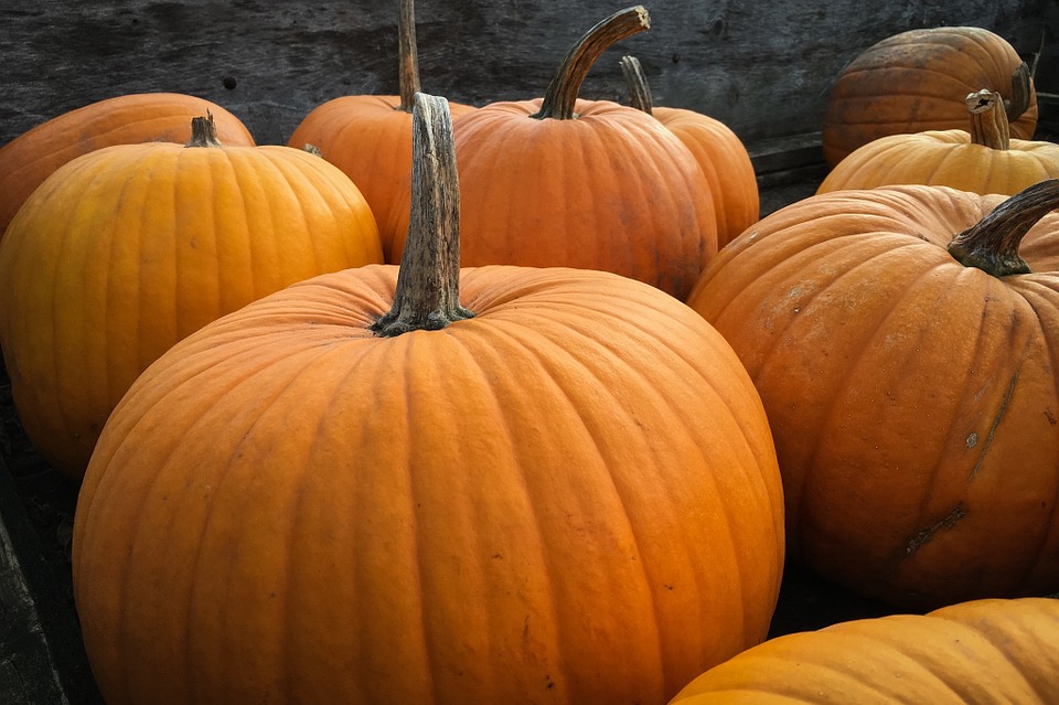 pumpkins, halloween, autum