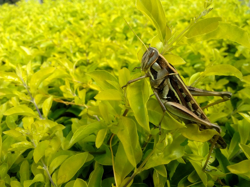 cricket, grasshopper, nature