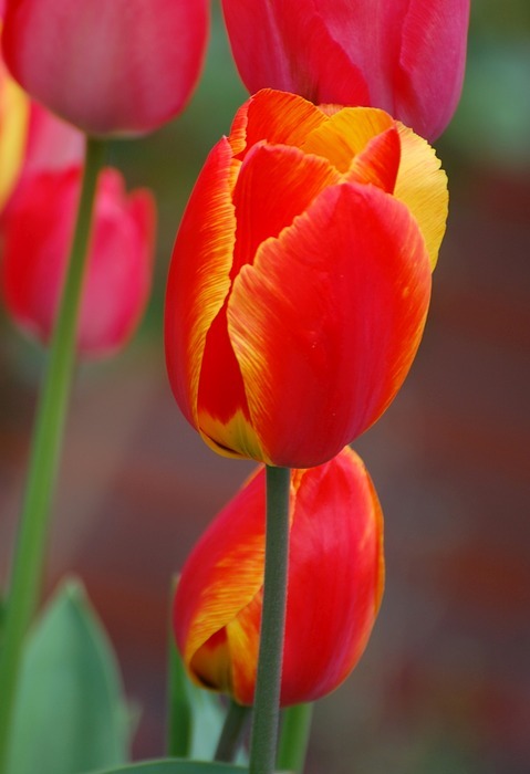tulip, plant, flower