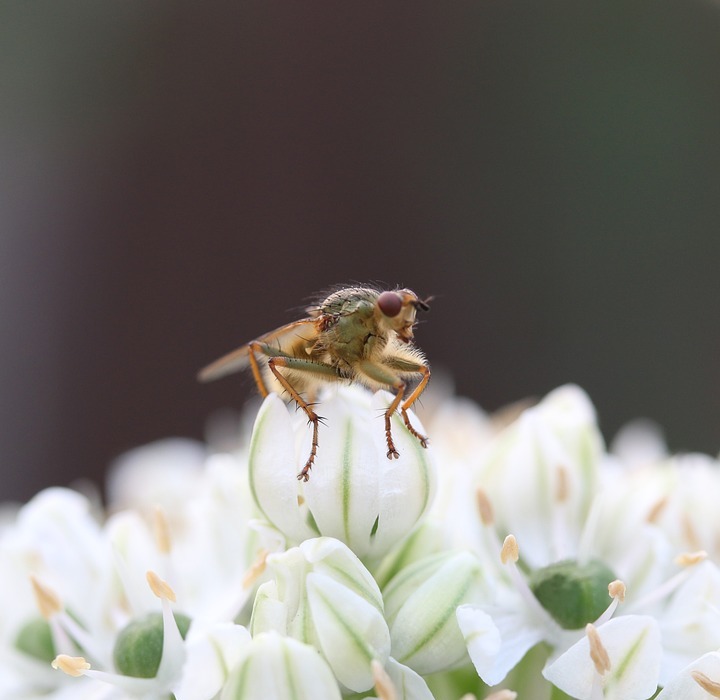 nature, bee, pollinate