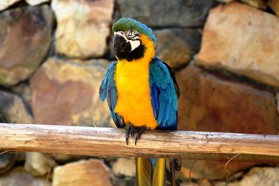 macaw in the natural background of rocks, bird, colorful