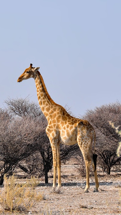 giraffe, africa, namibia