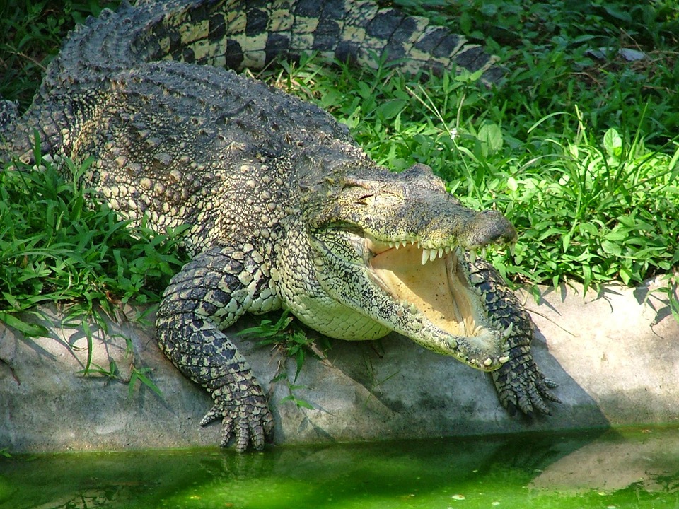 crocodile, animals, reptile