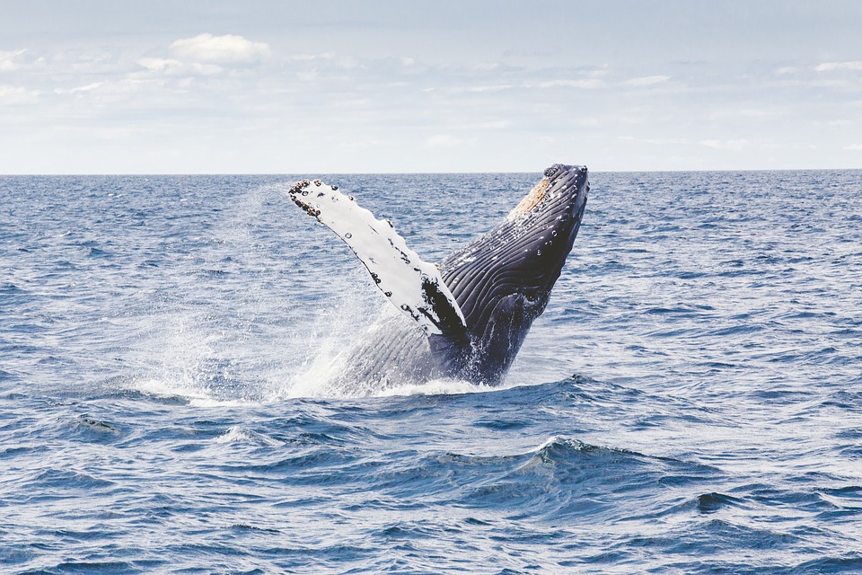 humpback, whale, marine
