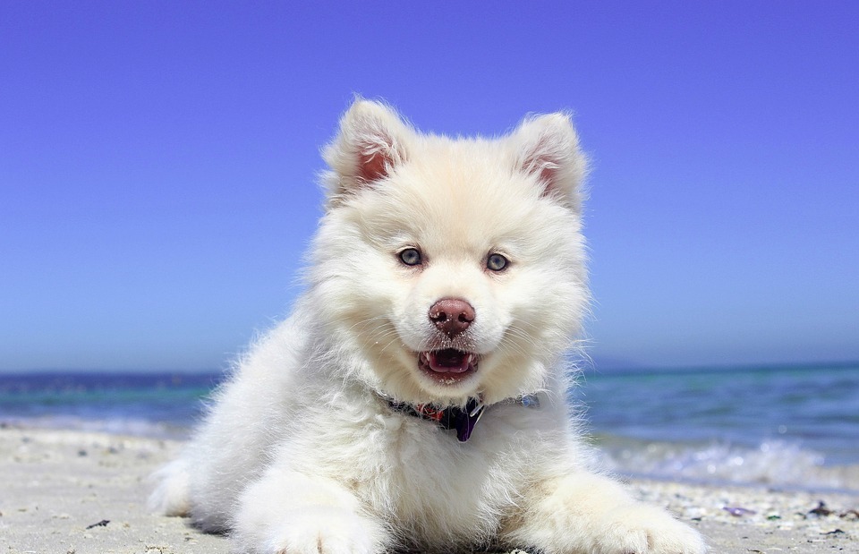 beach, puppy, dog