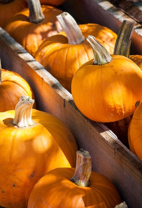 halloween, pumpkins, autumn