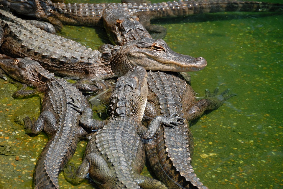 american alligators, alligator, reptile