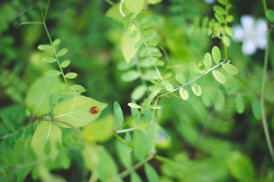 ladybug, leaves, plants