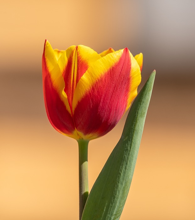 tulip, nature, bloom