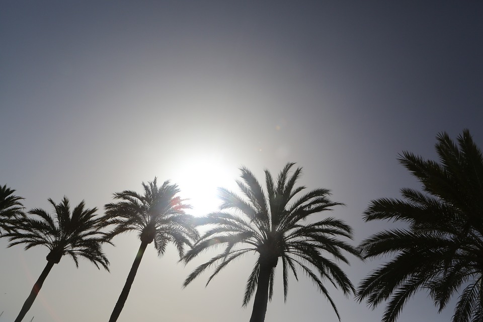 palm trees, palm, beach