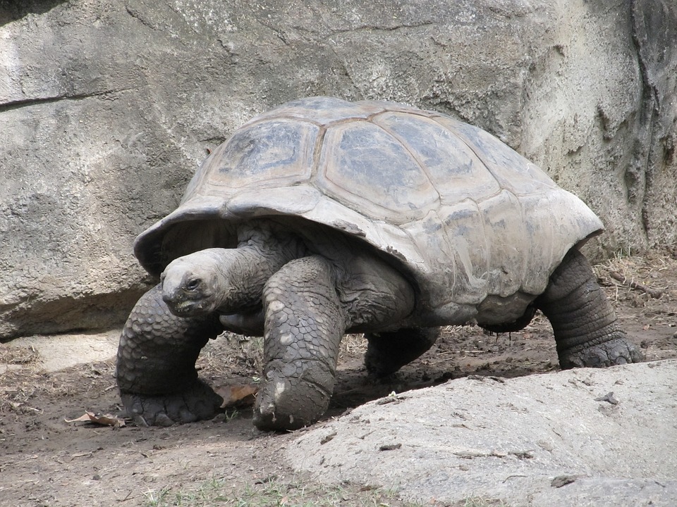 giant tortoise, reptile, shell