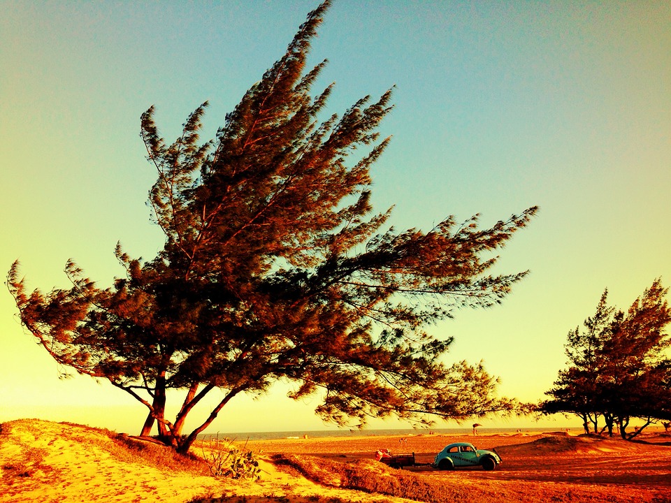 tree, landscape, car