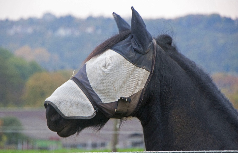 horse, scheu, eye protection