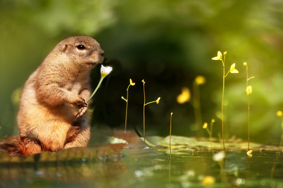 squirrel, water lily, flower
