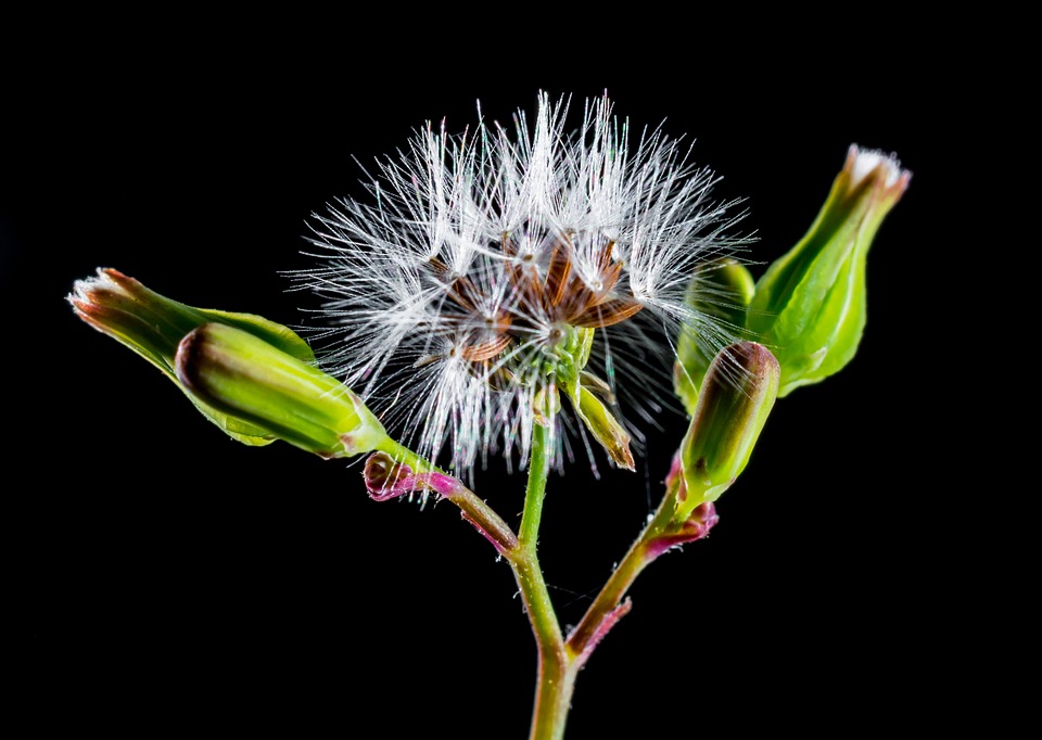 dandelion, small flower, wild flower