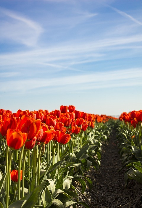 tulips, spring, netherlands
