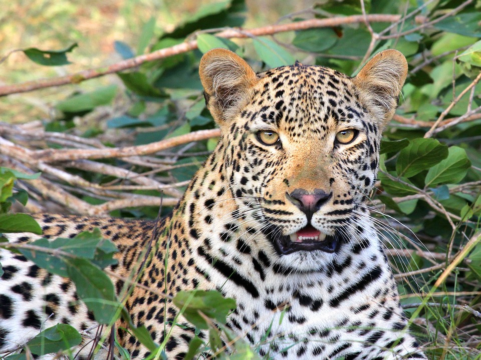 leopard, leopard head, wildlife