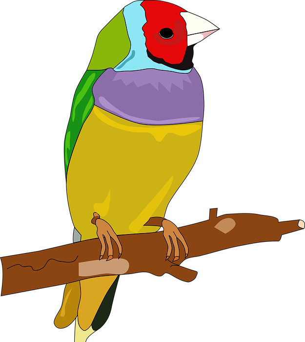 animal, bird, colorful