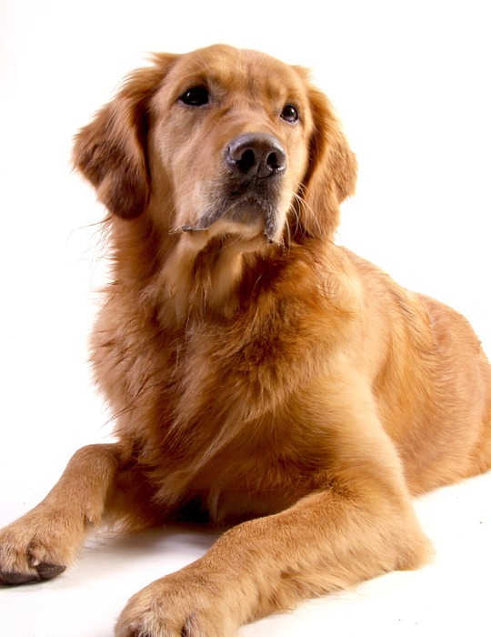 golden retriever, dog, animal