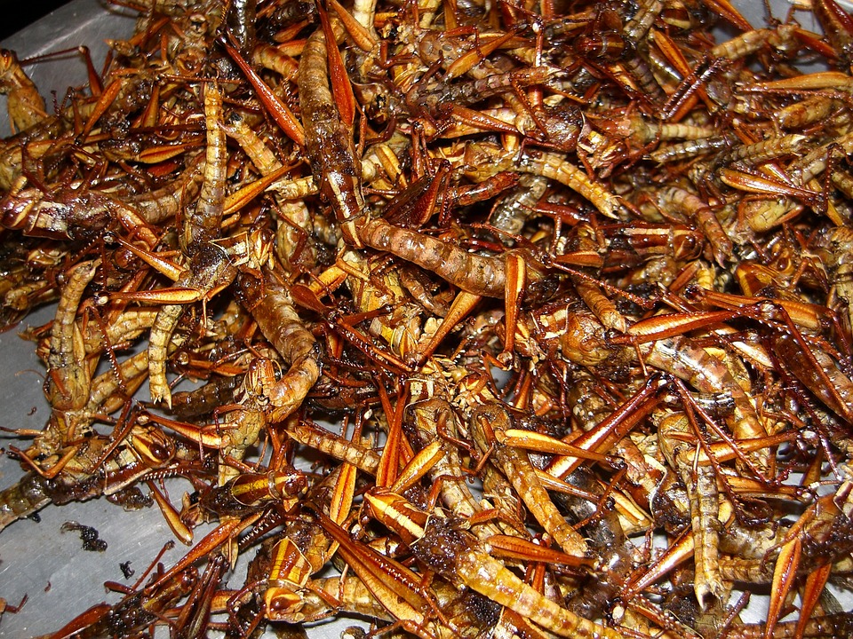 insect, grilled insects, eat