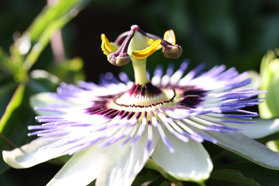 passion flower, flower, exotic