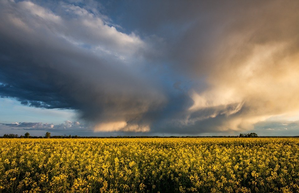 thunderstorm, oilseed rape, storm clouds