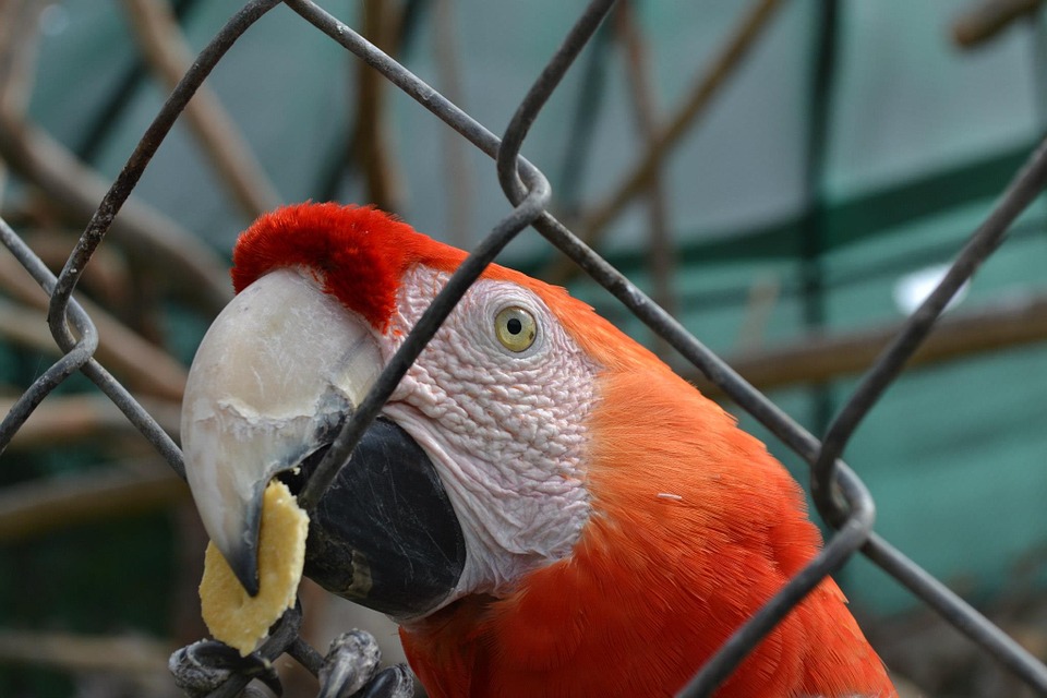 macaw, parrot, exotic bird