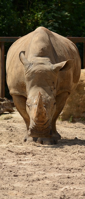 rhino, safari park, grazing