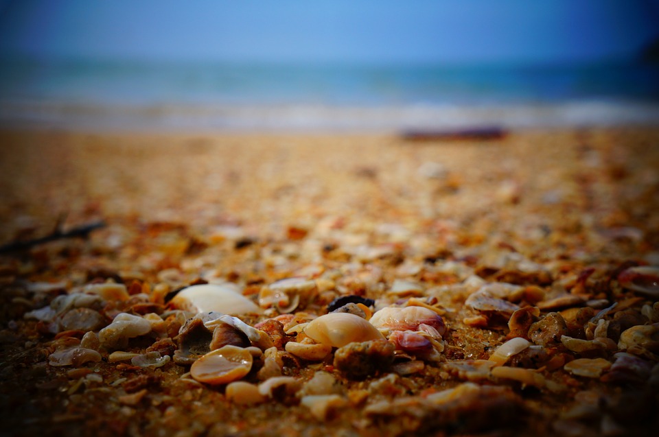 seashells, shells, ocean