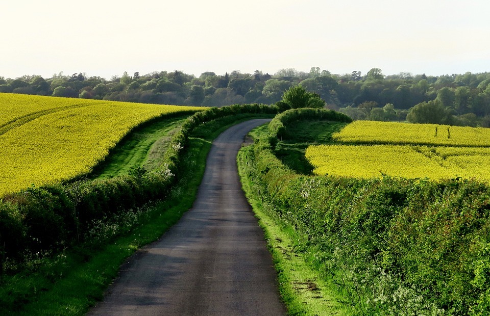 rural, road, countryside