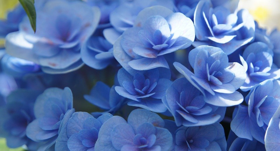 hydrangea, blue flowers, flower