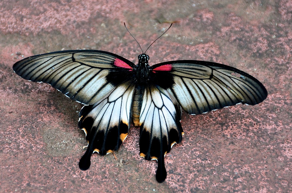 asian, swallowtail, butterfly
