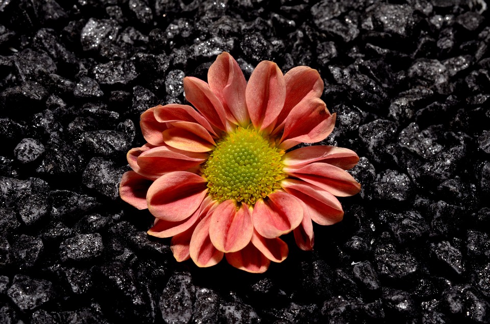 small, flower, black