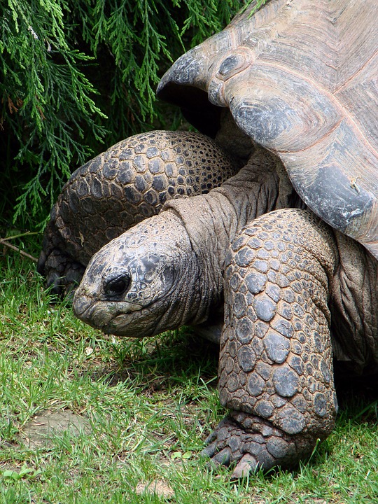 tortoise, giant, reptile