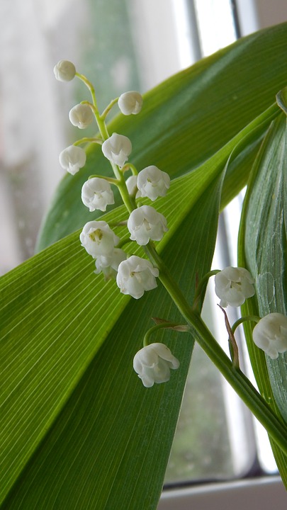 lily of the valley, white flowers, spring