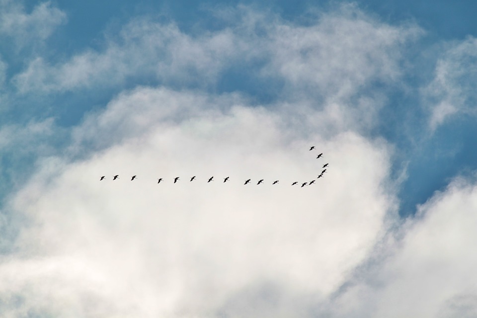 migratory birds, flock of birds, cranes
