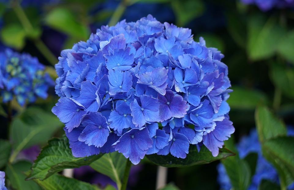 flower, hydrangea, blue