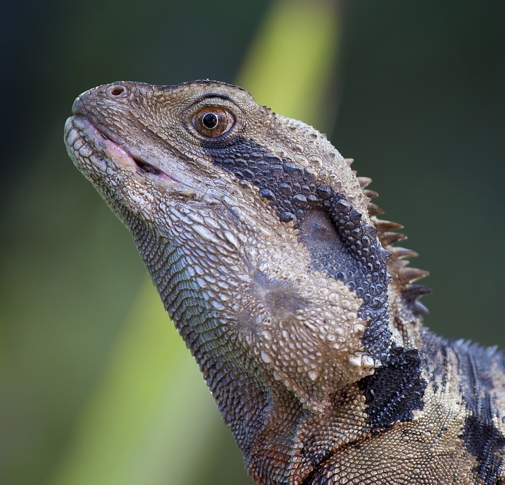 animal, close-up, lizard
