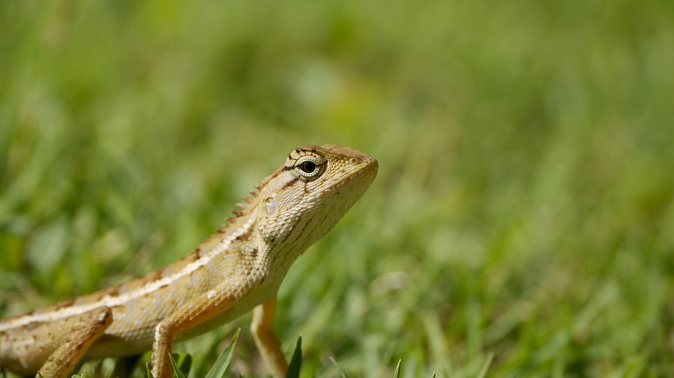 reptile, thailand, iguana
