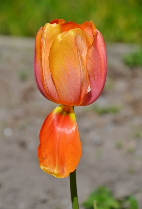 tulip, flower, natural