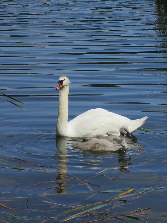 swan, cygnets, baby swan